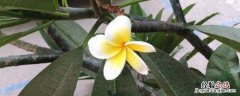 鸡蛋花养殖方法 鸡蛋花养殖方法和图片