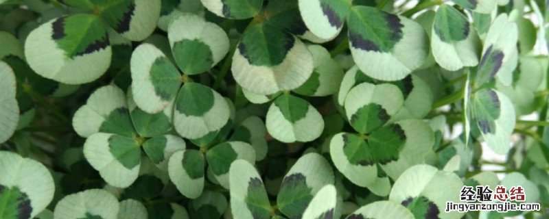 春草的养殖方法 回春草的种植方法
