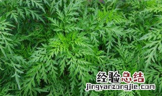 每天晚上用艾叶泡脚的好处 艾叶泡脚的好处