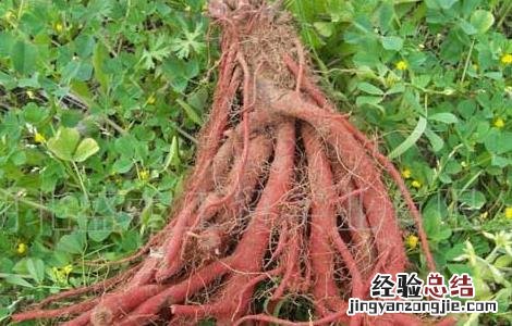 丹参产地在哪里 丹参的产地在哪里