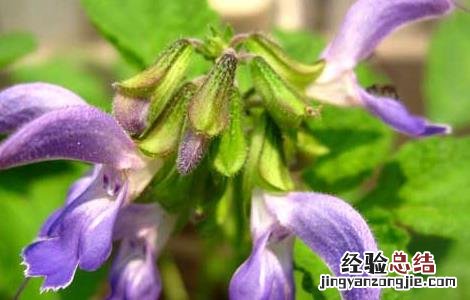 丹参产地在哪里 丹参的产地在哪里