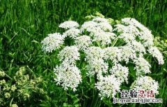 白芷产地在哪里最好 白芷产地在哪里