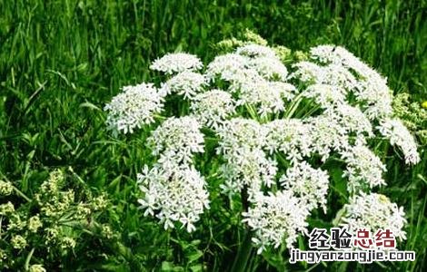 白芷产地在哪里最好 白芷产地在哪里