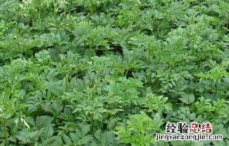 白芷产地在哪里最好 白芷产地在哪里