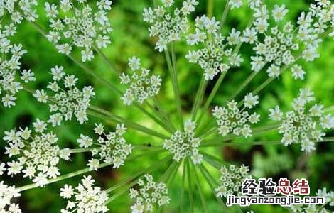 白芷产地在哪里最好 白芷产地在哪里