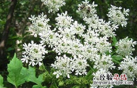 白芷产地在哪里最好 白芷产地在哪里