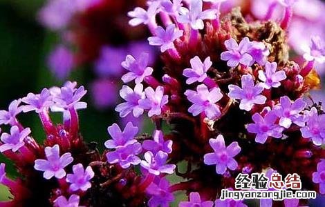柳叶马鞭草几月开花 柳叶马鞭草花期和花语