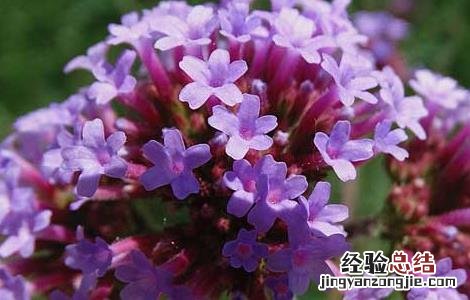 柳叶马鞭草几月开花 柳叶马鞭草花期和花语