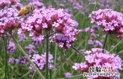 柳叶马鞭草几月开花 柳叶马鞭草花期和花语