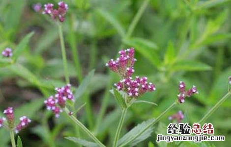 柳叶马鞭草几月开花 柳叶马鞭草花期和花语