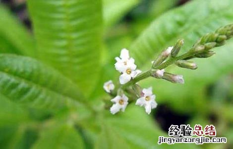 柠檬马鞭草种植技术 柠檬马鞭草盆栽