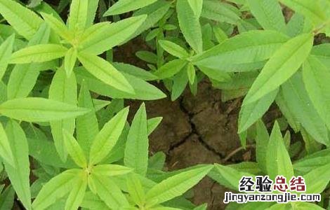 柠檬马鞭草种植技术 柠檬马鞭草盆栽