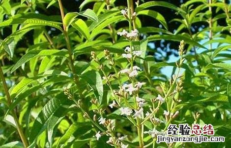 柠檬马鞭草种植技术 柠檬马鞭草盆栽