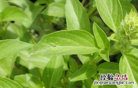 柠檬马鞭草种植技术 柠檬马鞭草盆栽