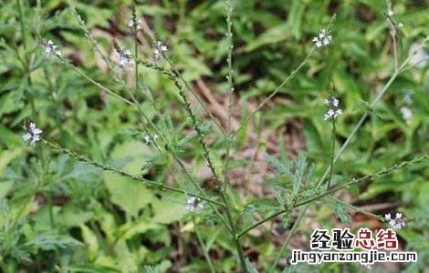 马鞭草什么时候开花 马鞭草花期多长时间