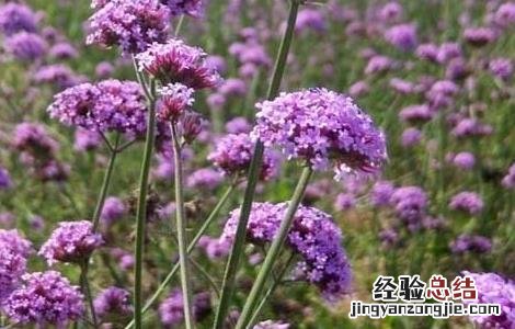 马鞭草什么时候开花 马鞭草花期多长时间