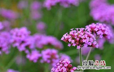 马鞭草什么时候开花 马鞭草花期多长时间