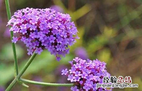 马鞭草什么时候开花 马鞭草花期多长时间
