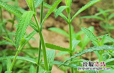 柳叶马鞭草种植技术 柳叶马鞭草生长环境