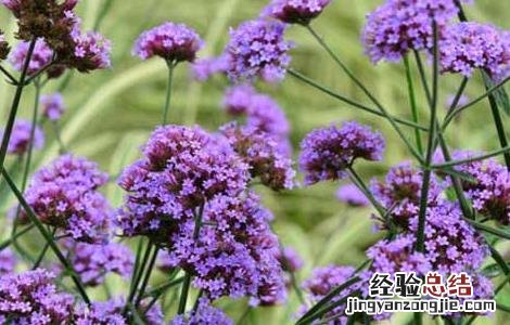 柳叶马鞭草种植技术 柳叶马鞭草生长环境