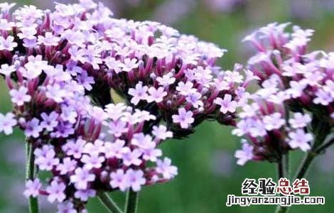 柳叶马鞭草种植技术 柳叶马鞭草生长环境