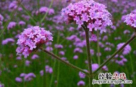 马鞭草的种植技术,种植前景如何? 马鞭草的种植技术