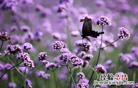 马鞭草的种植技术,种植前景如何? 马鞭草的种植技术