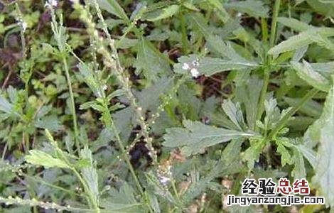 马鞭草的种植技术,种植前景如何? 马鞭草的种植技术