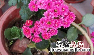 家里为什么不能养长寿花 家里为什么不能养长寿花盆栽