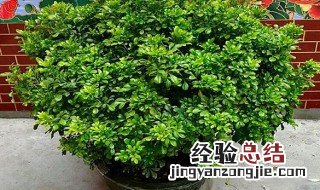 米兰能种在院子里吗 家里为什么不能种米兰