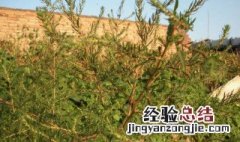 地肤子有哪些功效 地肤子的营养价值