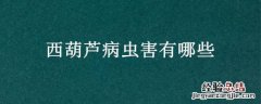 西葫芦有哪些病虫害以及防治方法 西葫芦病虫害有哪些