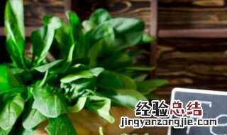 木耳和波菜在一起吃吗 木耳和菠菜的营养价值是什么