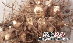 川乌的用处 川乌的营养价值
