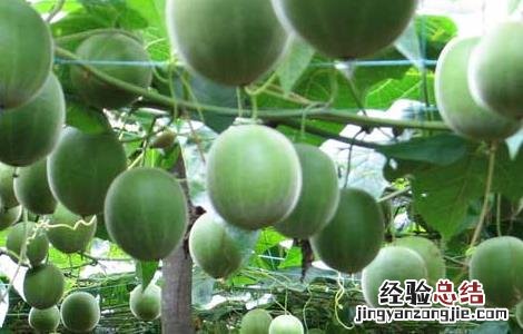 罗汉果种植技术 罗汉果种植技术指导