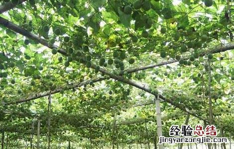 罗汉果种植技术 罗汉果种植技术指导