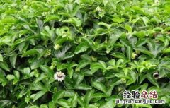 罗汉果种植技术 罗汉果种植技术指导