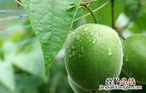 罗汉果种植技术 罗汉果种植技术指导