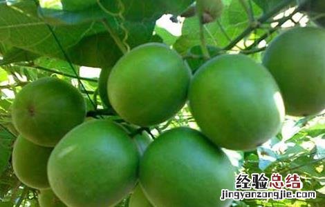 罗汉果种植技术 罗汉果种植技术指导