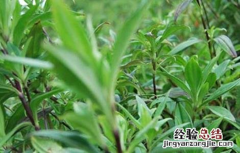 龙胆草的种植技术和管理 龙胆草的种植技术