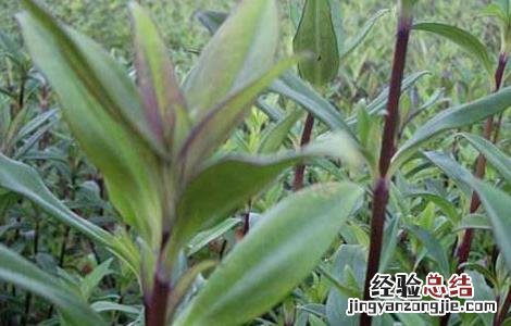 龙胆草的种植技术和管理 龙胆草的种植技术