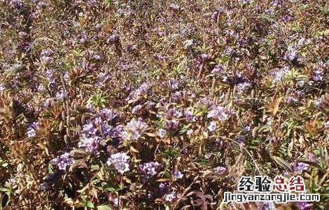 龙胆草的种植技术和管理 龙胆草的种植技术