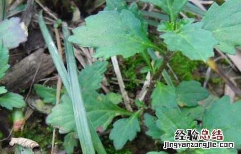 龙胆草的种植技术和管理 龙胆草的种植技术