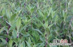 龙胆草的繁殖方法 龙胆草的繁殖方法和用途