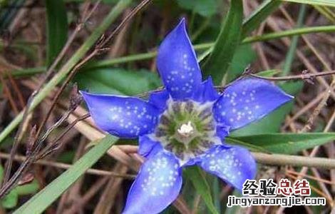 龙胆草的繁殖方法 龙胆草的繁殖方法和用途