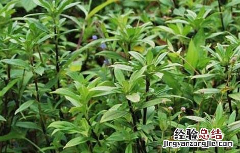龙胆草的繁殖方法 龙胆草的繁殖方法和用途