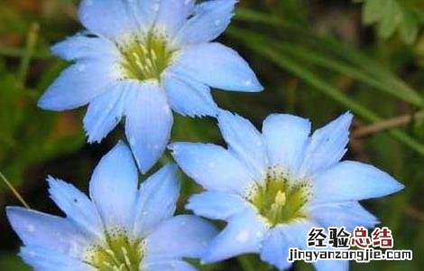 龙胆草的产地分布 龙胆草分布地区