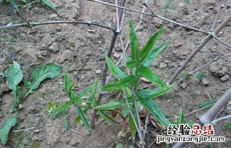 龙胆草的产地分布 龙胆草分布地区