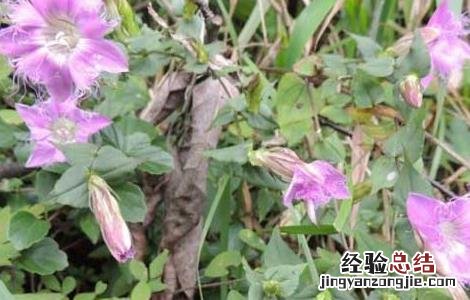 龙胆草的产地分布 龙胆草分布地区