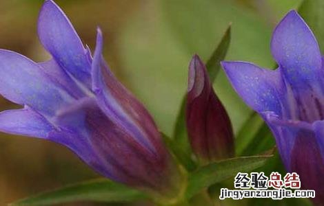 龙胆草的毒性毒性 龙胆草有没有毒